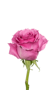Breathless Rose third stage of bloom, premium Ecuadorian rose for export by Royal Flowers