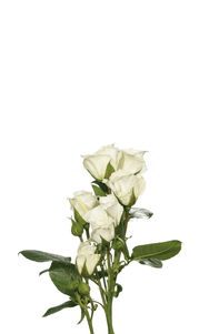 Viviane Spray Rose second stage of bloom, premium Ecuadorian rose for export by Royal Flowers