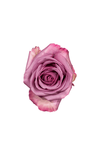 Cool Water Rose in topdown view, premium Ecuadorian rose for export by Royal Flowers