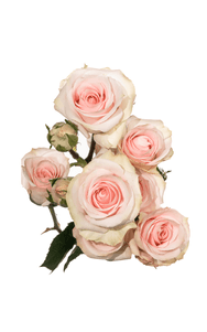 Star Blush Spray Rose in topdown view, premium Ecuadorian rose for export by Royal Flowers