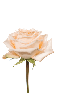 Tiffany Rose third stage of bloom, premium Ecuadorian rose for export by Royal Flowers