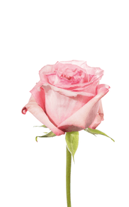 Pink O´hara Rose second stage of bloom, premium Ecuadorian rose for export by Royal Flowers