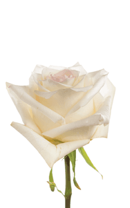 Candlelight Rose second stage of bloom, premium Ecuadorian rose for export by Royal Flowers