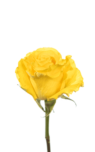 Regatta Rose second stage of bloom, premium Ecuadorian rose for export by Royal Flowers