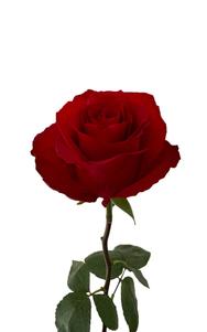 Dallas Rose first stage of bloom, premium Ecuadorian rose for export by Royal Flowers