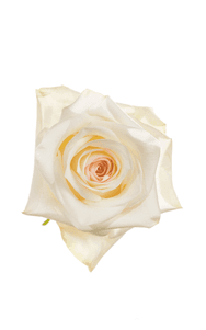 Candlelight Rose in topdown view, premium Ecuadorian rose for export by Royal Flowers