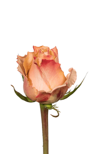 Carpe Diem Rose first stage of bloom, premium Ecuadorian rose for export by Royal Flowers