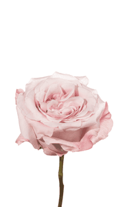 Sweet 4 Love Rose third stage of bloom, premium Ecuadorian rose for export by Royal Flowers