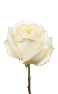 Polo Rose third stage of bloom, premium Ecuadorian rose for export by Royal Flowers