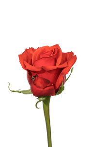 Nina Rose second stage of bloom, premium Ecuadorian rose for export by Royal Flowers