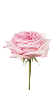 Pink O´hara Rose third stage of bloom, premium Ecuadorian rose for export by Royal Flowers