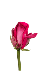 Topaz Rose first stage of bloom, premium Ecuadorian rose for export by Royal Flowers