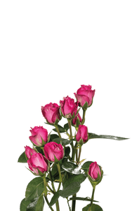 Purple Irischka Spray Rose first stage of bloom, premium Ecuadorian rose for export by Royal Flowers