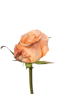 Shimmer Rose first stage of bloom, premium Ecuadorian rose for export by Royal Flowers