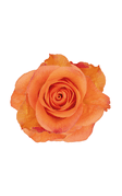 Joy Rose in topdown view, premium Ecuadorian rose for export by Royal Flowers