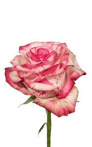 Magic Times Rose third stage of bloom, premium Ecuadorian rose for export by Royal Flowers