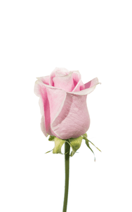 Rosita Vendela Rose first stage of bloom, premium Ecuadorian rose for export by Royal Flowers