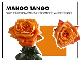 Mango Tango Bicolor Rose Collage