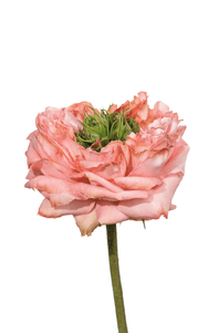 Mandarin X-Pression Rose third stage of bloom, premium Ecuadorian rose for export by Royal Flowers