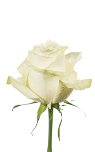 Moonstone Rose second stage of bloom, premium Ecuadorian rose for export by Royal Flowers