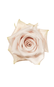 Sandy Rose in topdown view, premium Ecuadorian rose for export by Royal Flowers
