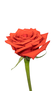 Nina Rose third stage of bloom, premium Ecuadorian rose for export by Royal Flowers
