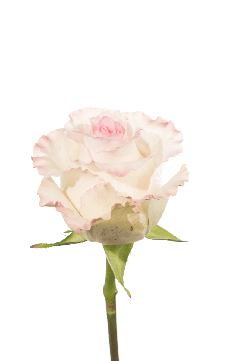 Mandala Pink Rose | Royal Flowers