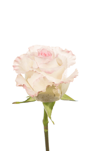 Mandala Rose first stage of bloom, premium Ecuadorian rose for export by Royal Flowers