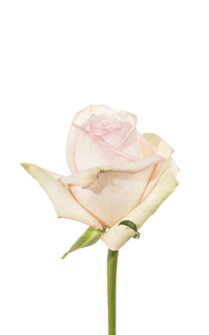 White O´hara Rose first stage of bloom, premium Ecuadorian rose for export by Royal Flowers