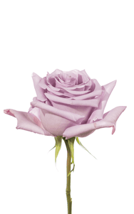 Ocean Song Rose third stage of bloom, premium Ecuadorian rose for export by Royal Flowers