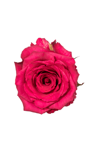 Level Up Rose in topdown view, premium Ecuadorian rose for export by Royal Flowers