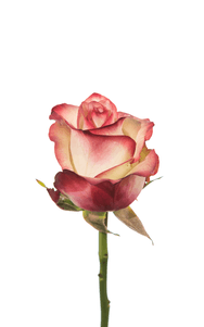 Paloma Rose first stage of bloom, premium Ecuadorian rose for export by Royal Flowers