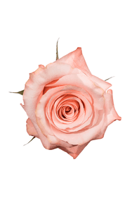 Be Sweet Rose in topdown view, premium Ecuadorian rose for export by Royal Flowers