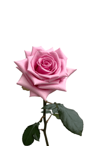 Sweet Cake Rose first stage of bloom, premium Ecuadorian rose for export by Royal Flowers