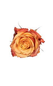 Cherry Brandy Rose in topdown view, premium Ecuadorian rose for export by Royal Flowers
