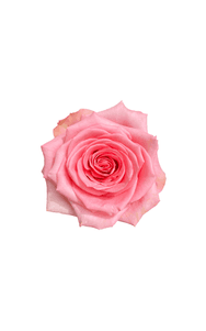 Flirty Rose in topdown view, premium Ecuadorian rose for export by Royal Flowers