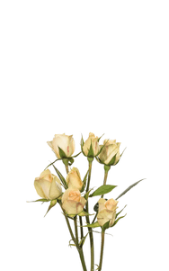 Petite Chablis Spray Rose first stage of bloom, premium Ecuadorian rose for export by Royal Flowers