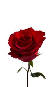 Dallas Rose first stage of bloom, premium Ecuadorian rose for export by Royal Flowers