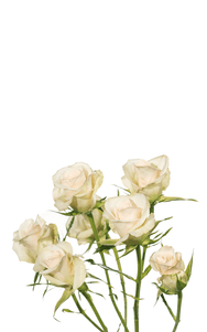 Porcelina Spray Rose second stage of bloom, premium Ecuadorian rose for export by Royal Flowers