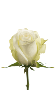 Alba Rose second stage of bloom, premium Ecuadorian rose for export by Royal Flowers