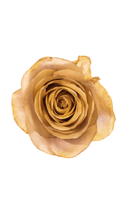 Symbol Rose in topdown view, premium Ecuadorian rose for export by Royal Flowers