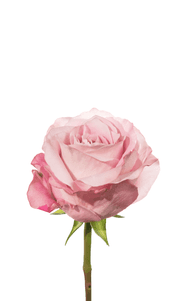 Sweet 4 Love Rose first stage of bloom, premium Ecuadorian rose for export by Royal Flowers
