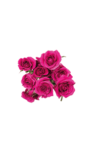 Hot Majolica Spray Rose in topdown view, premium Ecuadorian rose for export by Royal Flowers