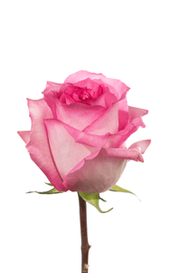 Priceless Rose third stage of bloom, premium Ecuadorian rose for export by Royal Flowers