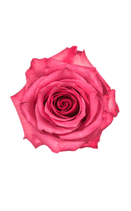 Lola Rose in topdown view, premium Ecuadorian rose for export by Royal Flowers