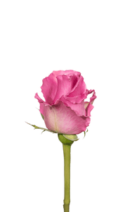 Breathless Rose first stage of bloom, premium Ecuadorian rose for export by Royal Flowers