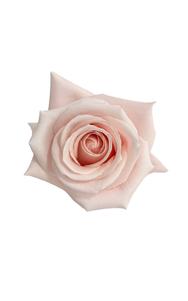 Madonna Rose in topdown view, premium Ecuadorian rose for export by Royal Flowers
