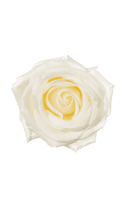 Tibet Rose in topdown view, premium Ecuadorian rose for export by Royal Flowers