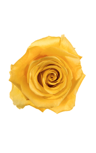 Bumblebee Rose in topdown view, premium Ecuadorian rose for export by Royal Flowers