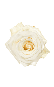 White Dove Rose in topdown view, premium Ecuadorian rose for export by Royal Flowers